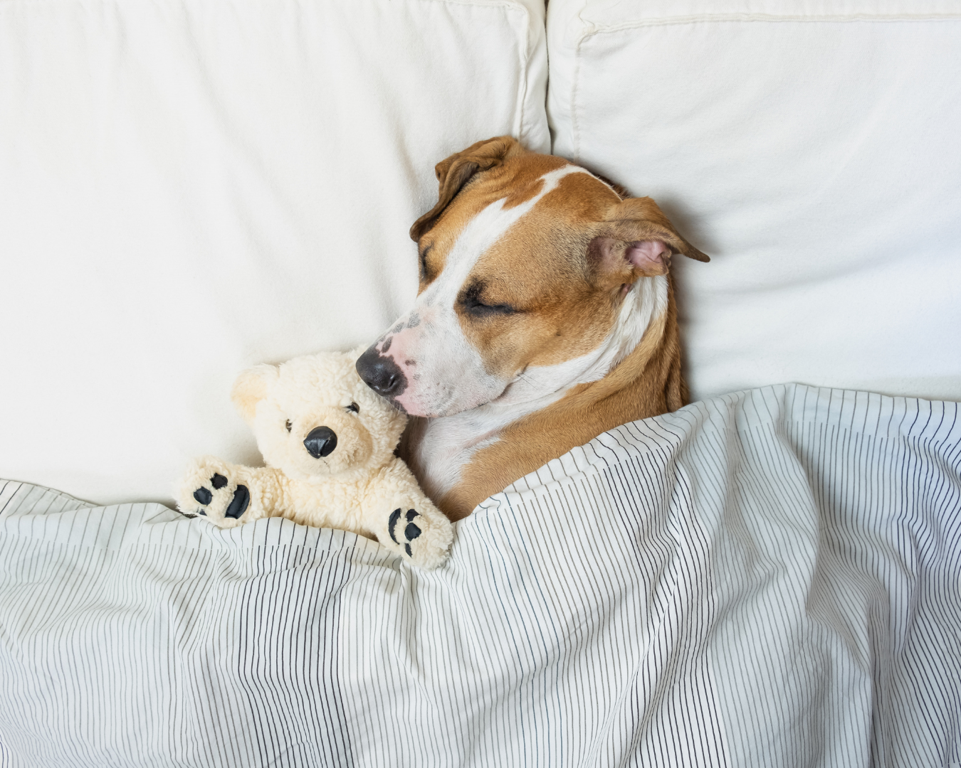 Besser schlafen mit Haustier im Bett – ja oder nein?
